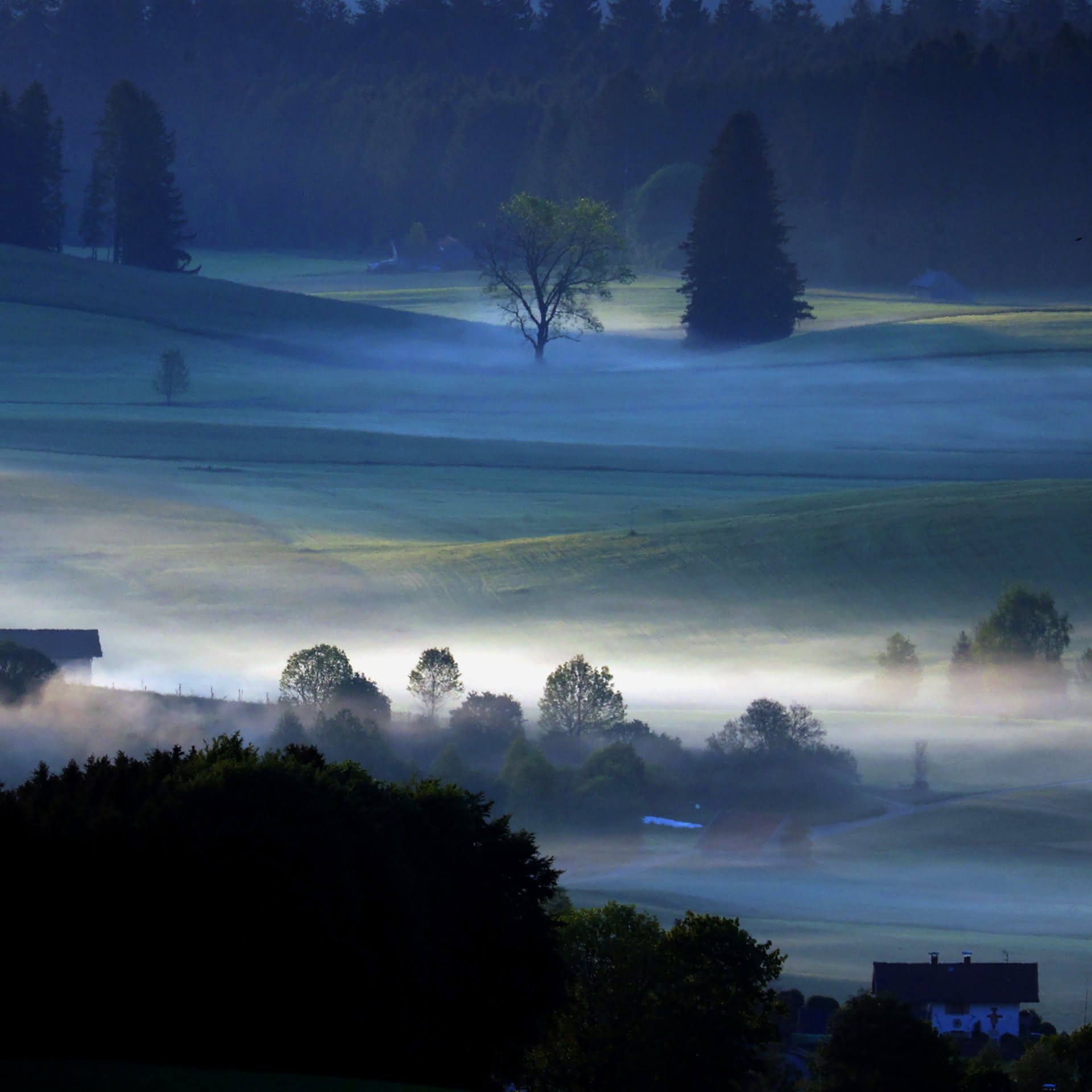 Frühnebel überzieht sanft eine bläuliche Wiesenlandschaft im Alpenvorland.