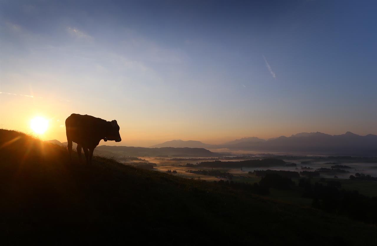 Kuh im Sonnenaufgang