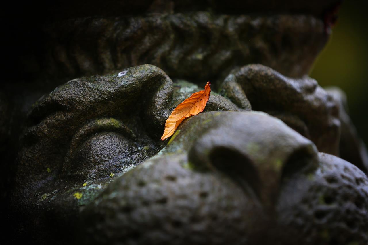 Herbst im Hofgarten