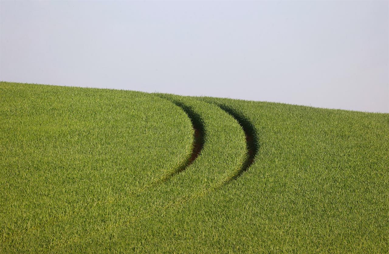 Spuren im Weizenfeld Spuren im Weizenfeld