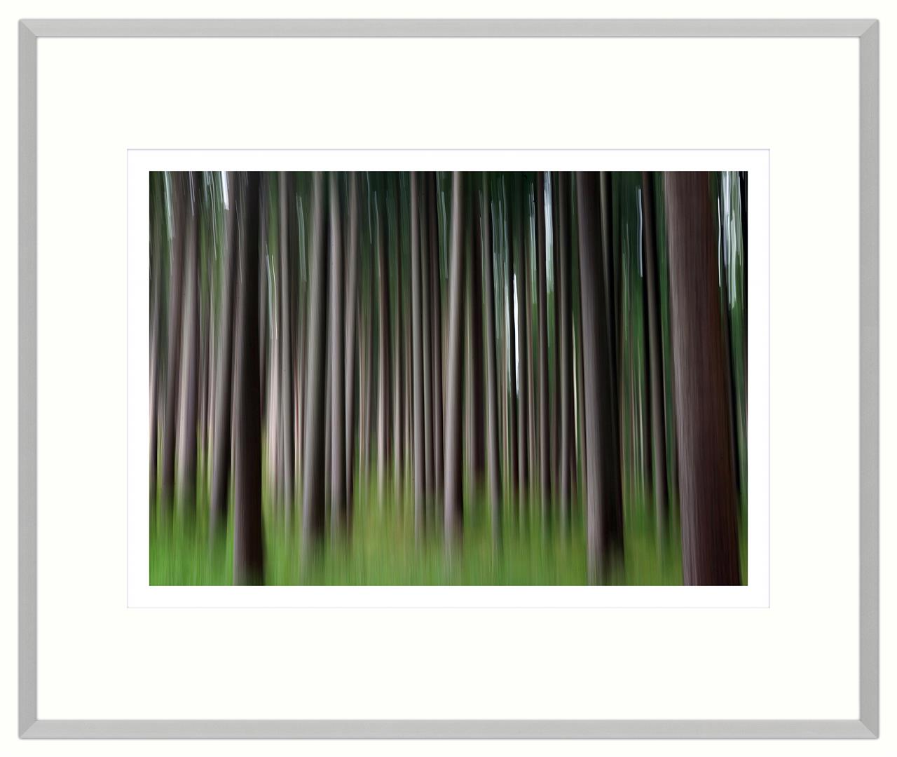 Nadelbäume im Wald