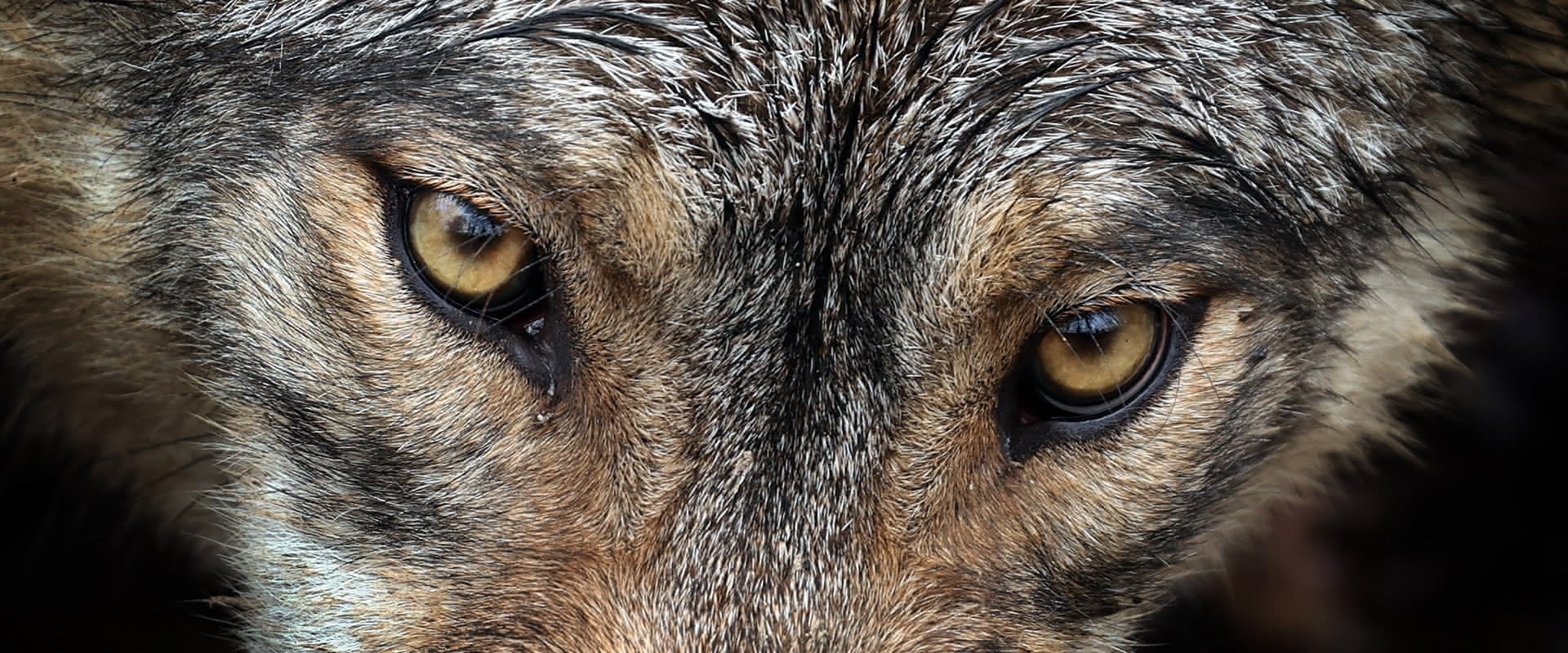 Nahaufnahme der durchdringenden gelben Augen eines Wolfes in einem Wildpark.