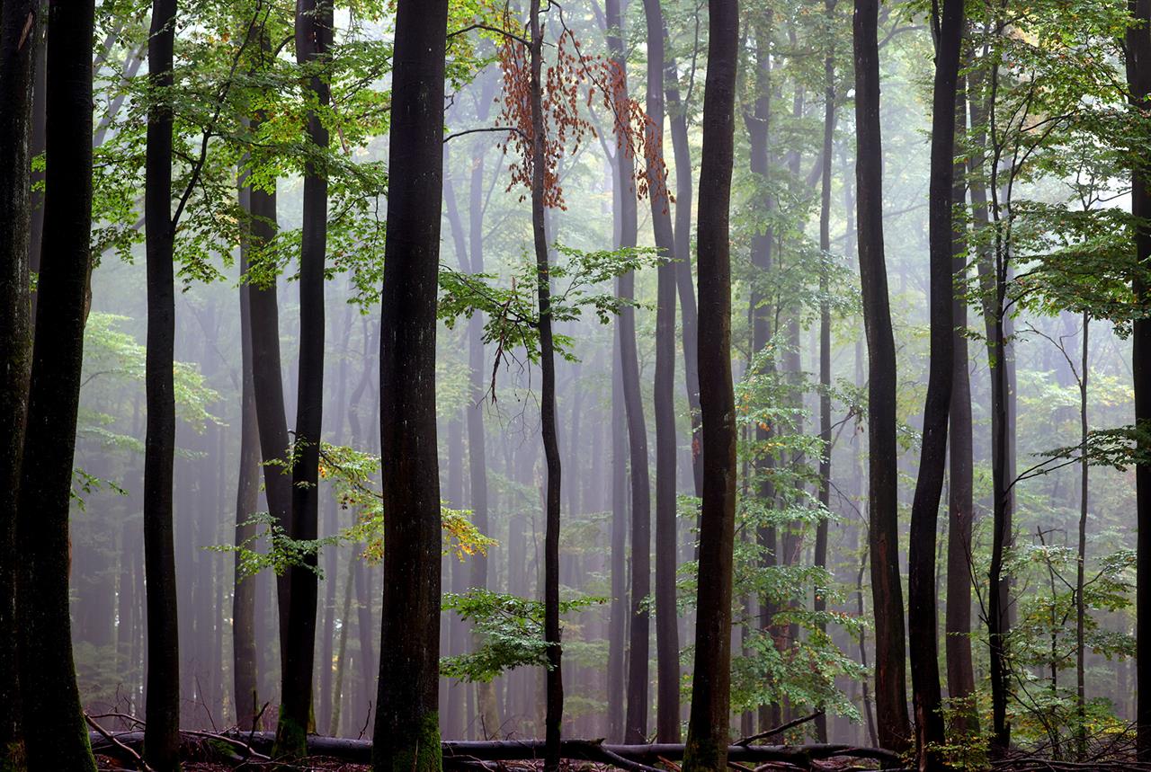 Herbstlicher Spessart