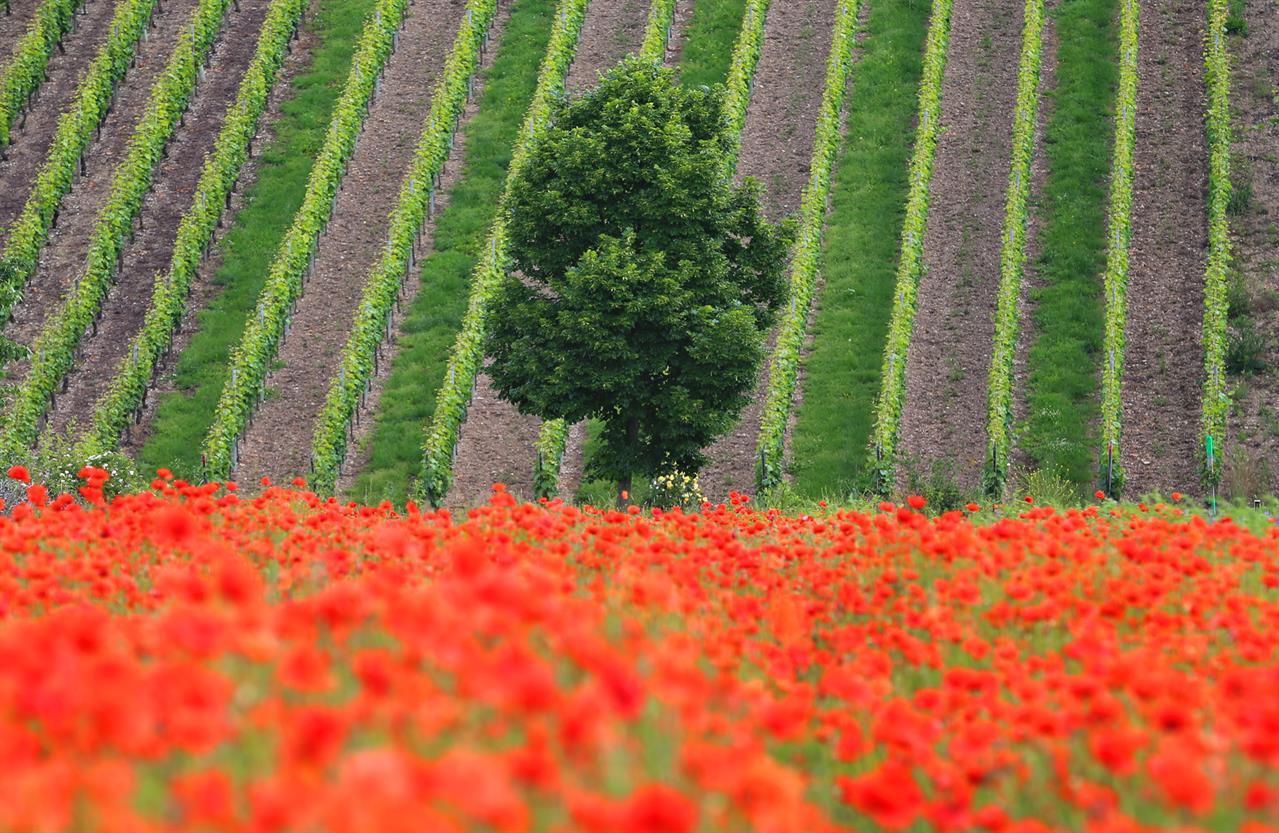 Mohnfeld vor Weinberg